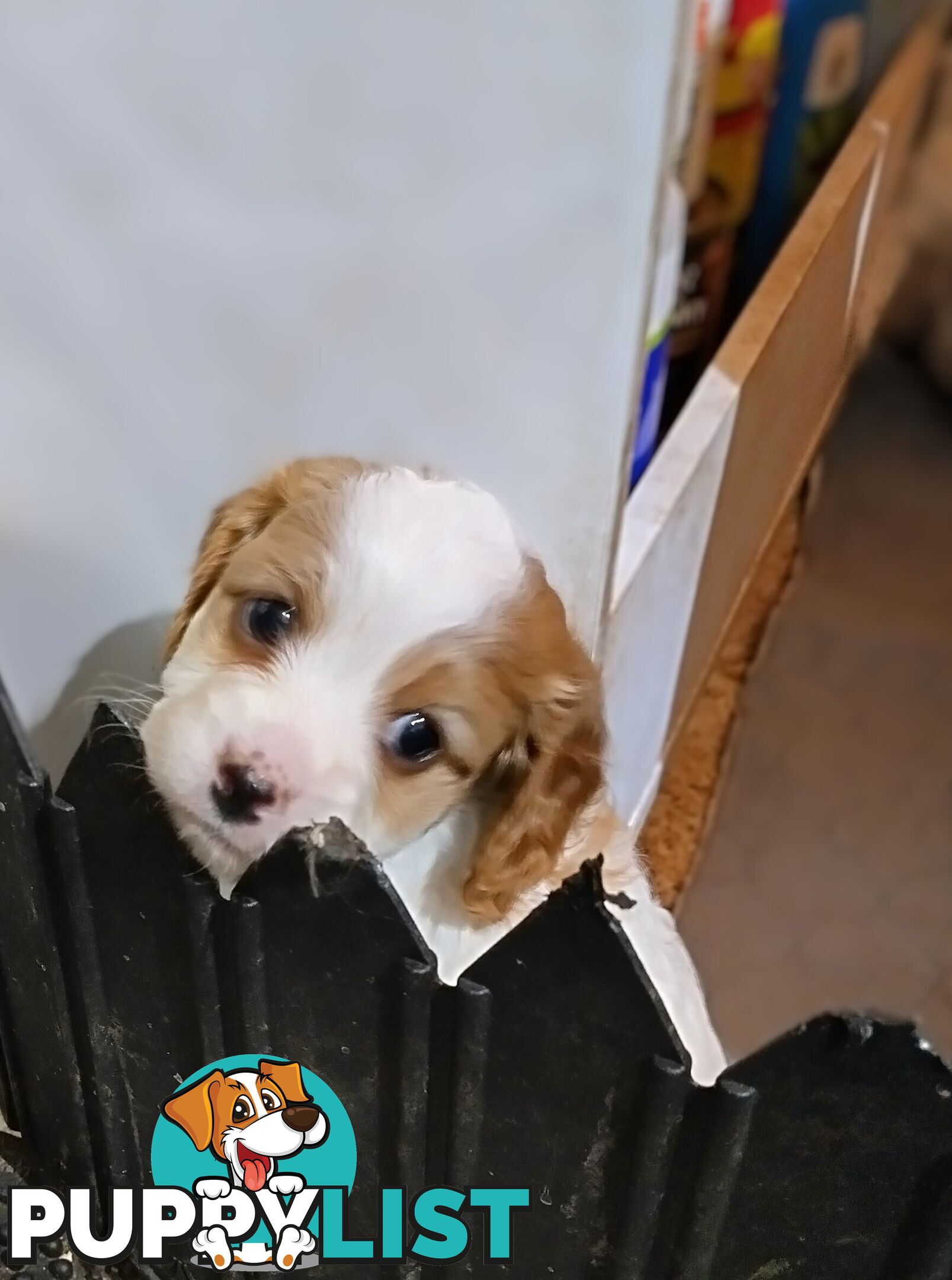 Straight coat F1B Toy Cavoodles  (So Adorable)