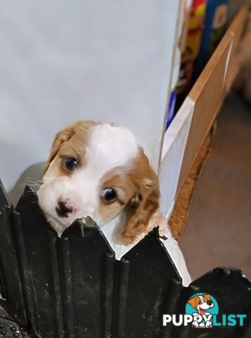 F1B Toy Cavoodles  (So Adorable)