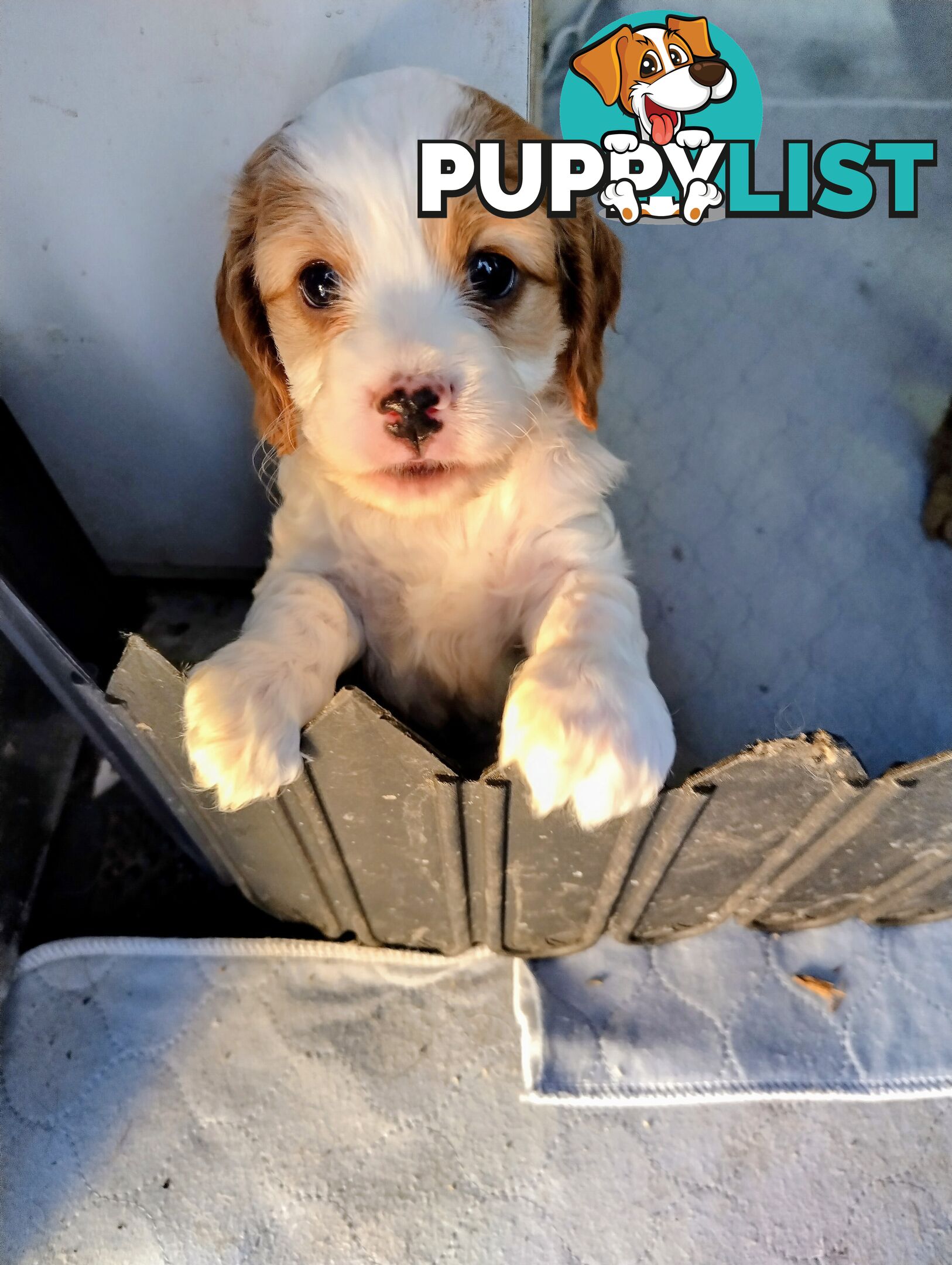 Straight coat F1B Toy Cavoodles  (So Adorable)