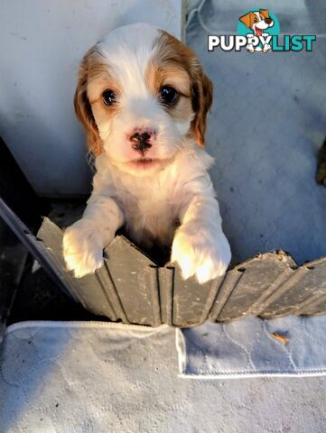 Straight coat F1B Toy Cavoodles  (So Adorable)