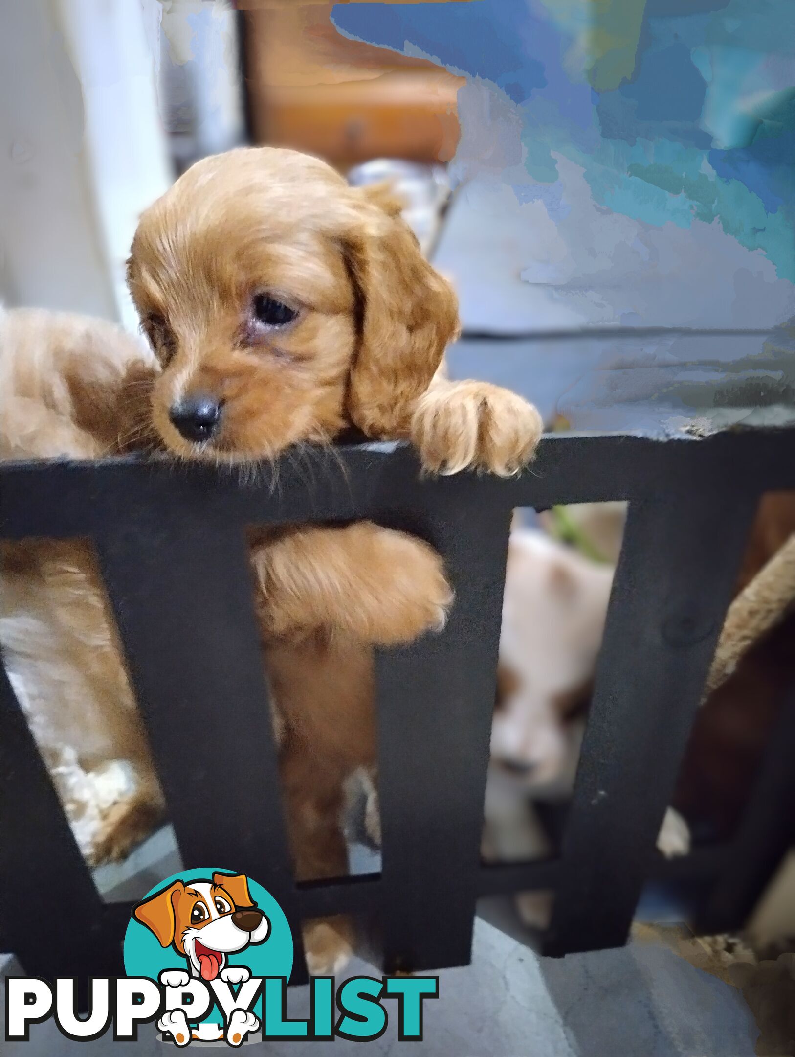 Straight coat F1B Toy Cavoodles  (So Adorable)