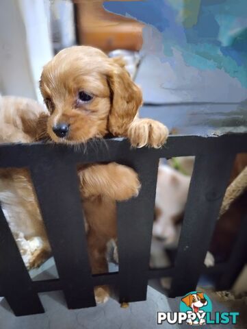 F1B Toy Cavoodles  (So Adorable)