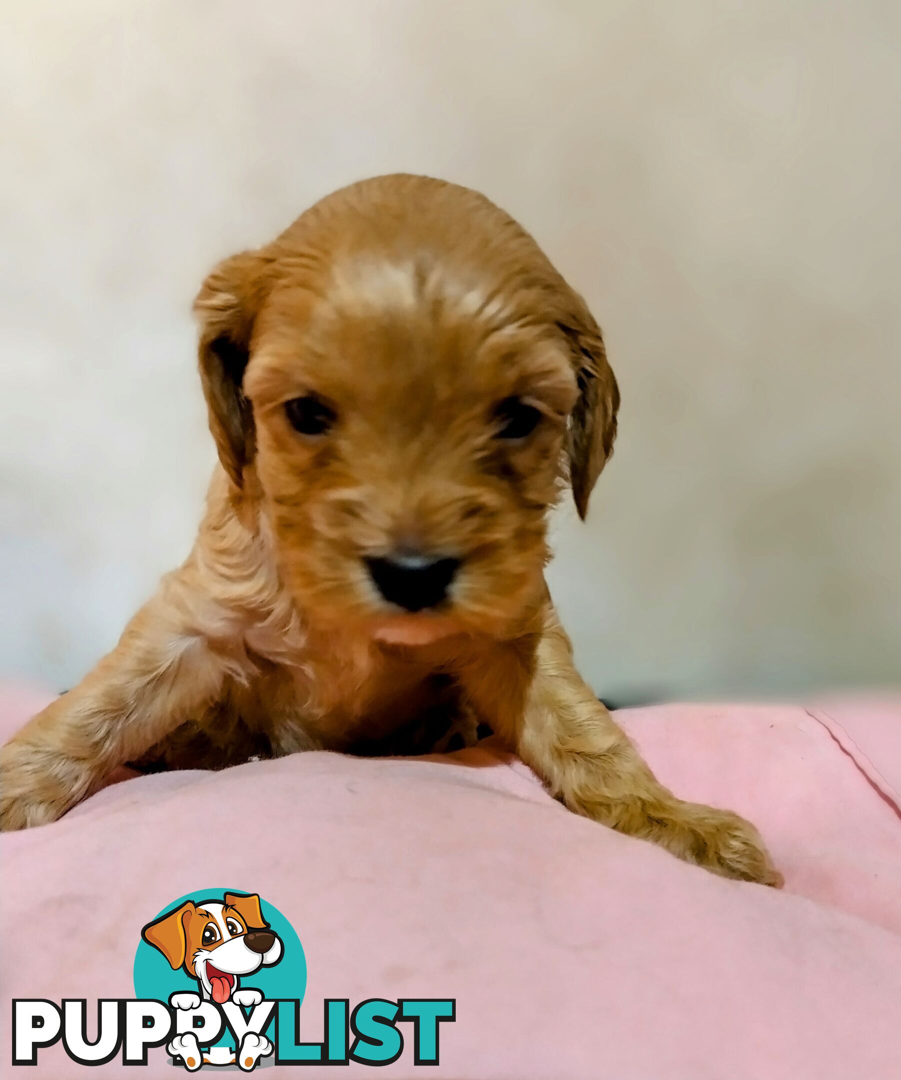 Straight coat F1B Toy Cavoodles  (So Adorable)