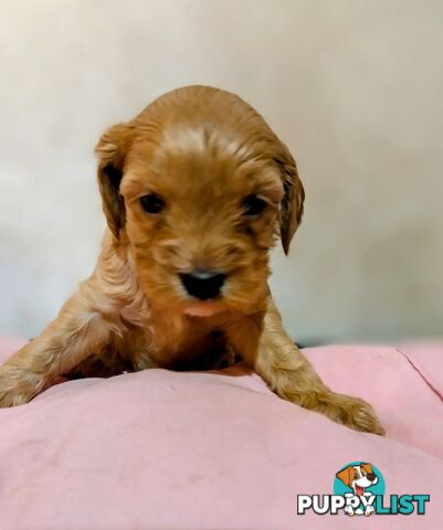 F1B Toy Cavoodles  (So Adorable)
