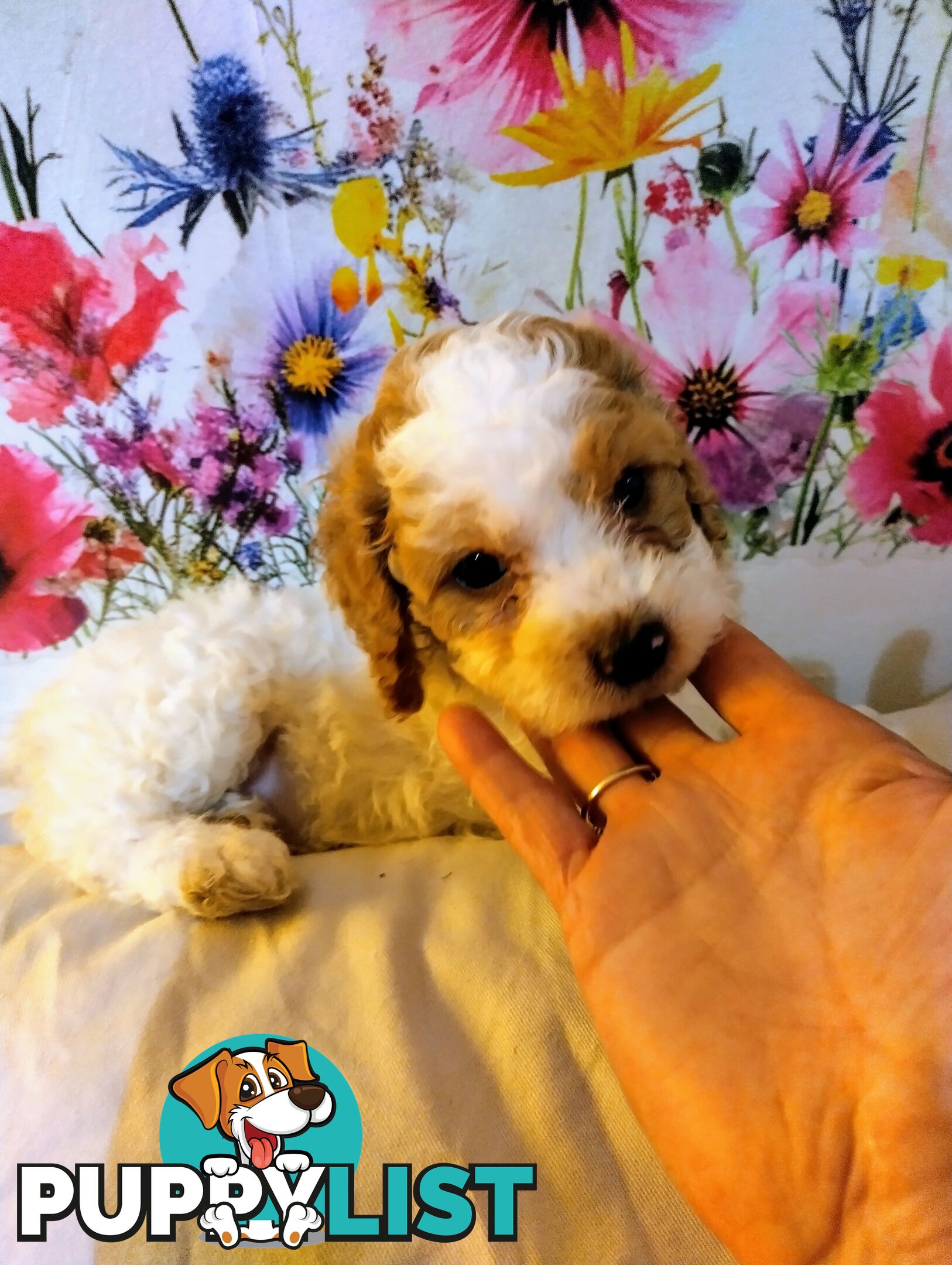 Straight coat F1B Toy Cavoodles  (So Adorable)