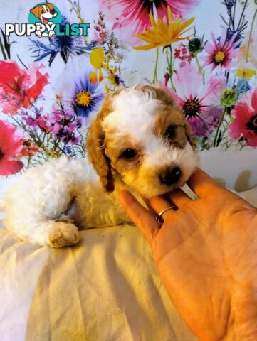 Straight coat F1B Toy Cavoodles  (So Adorable)