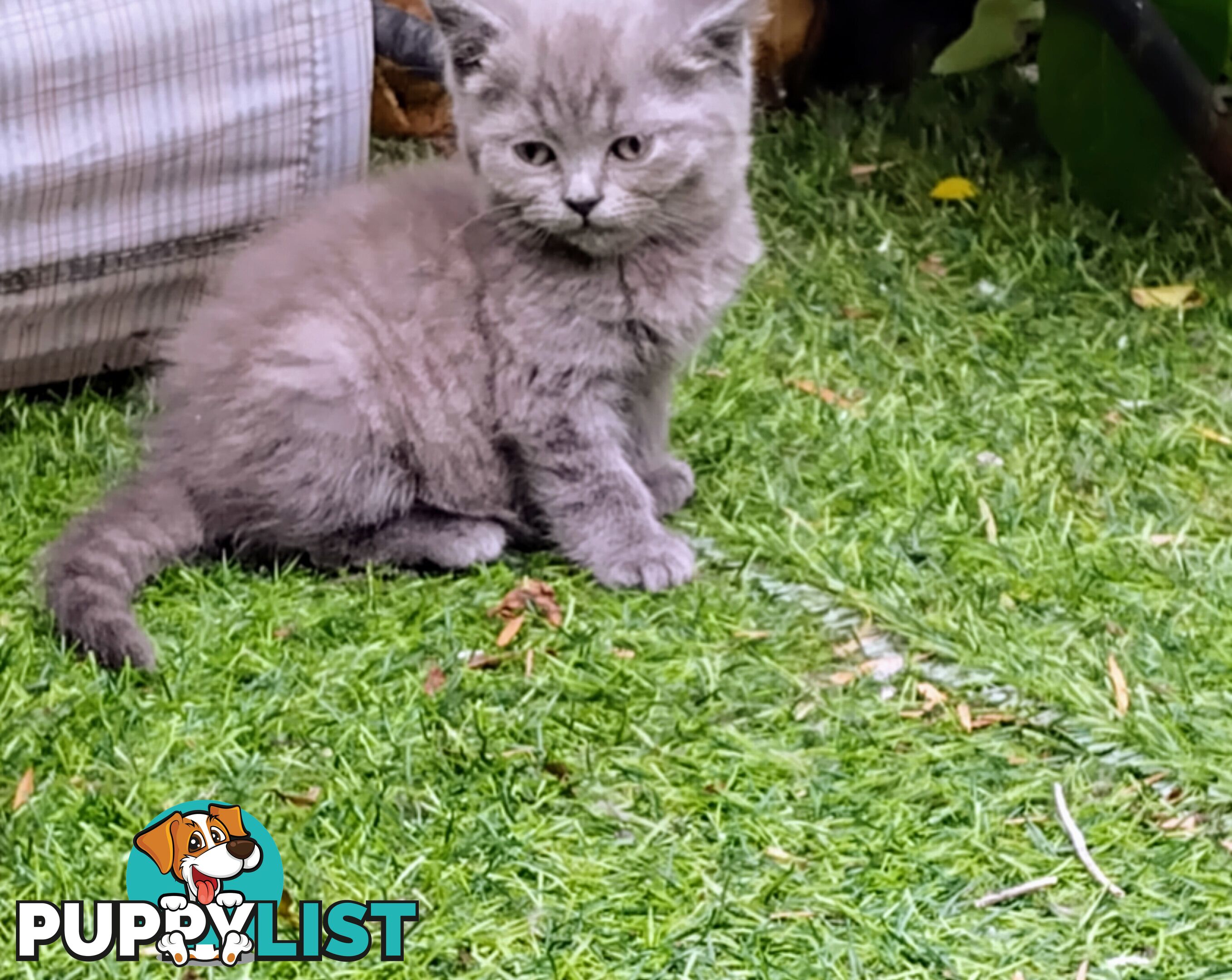 Beautiful british blue  shorthair