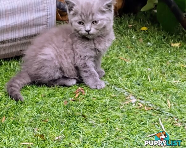 Beautiful british blue  shorthair