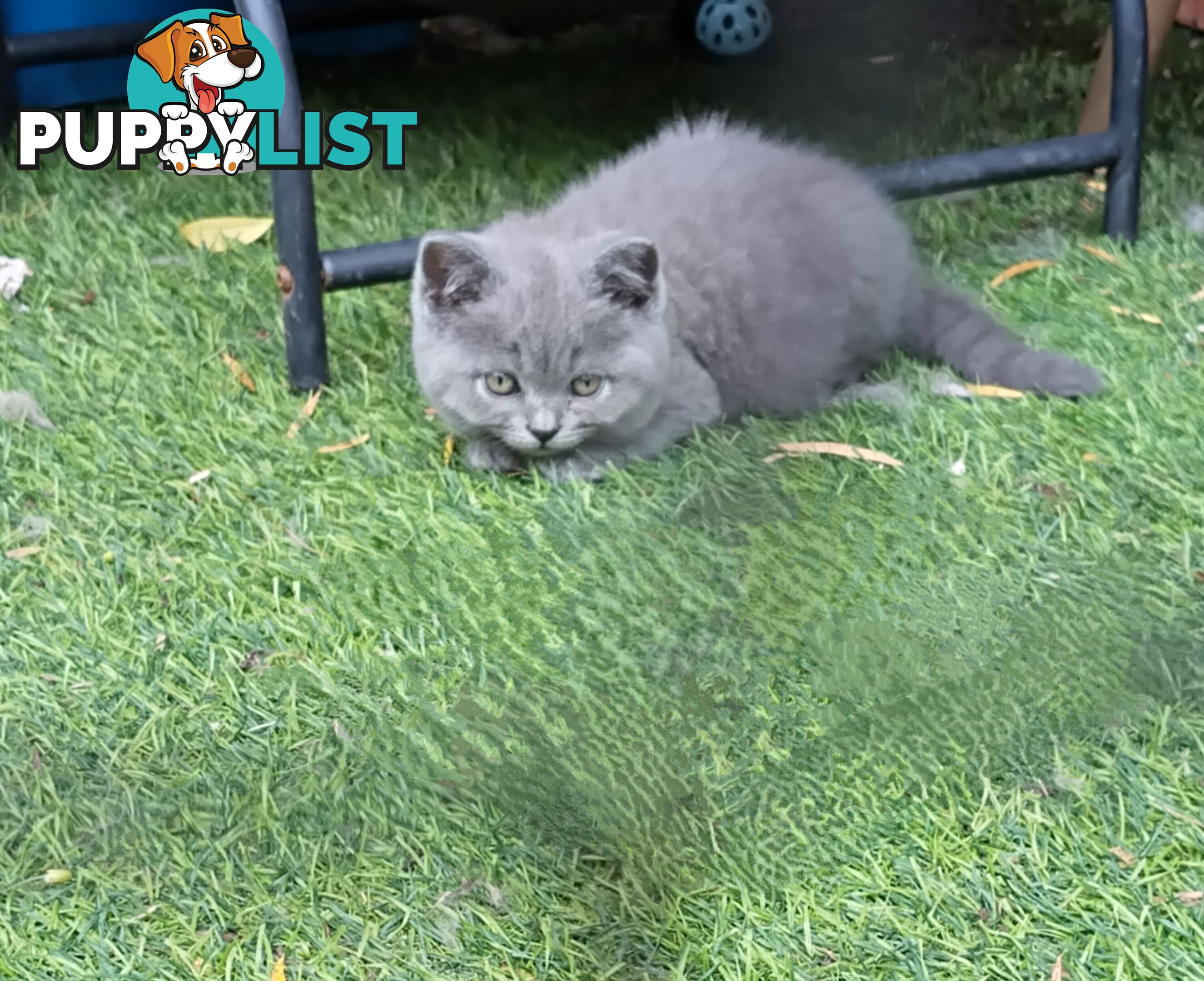 Beautiful british blue  shorthair