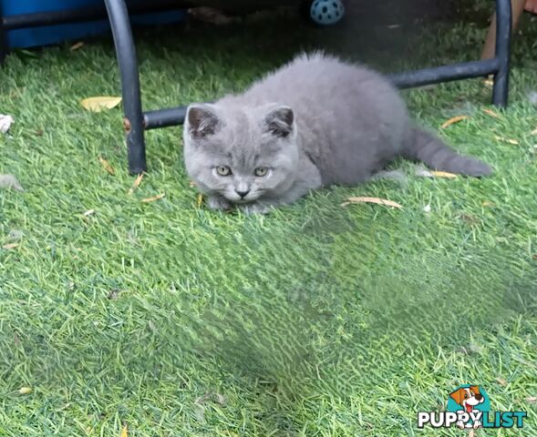 Beautiful british blue  shorthair