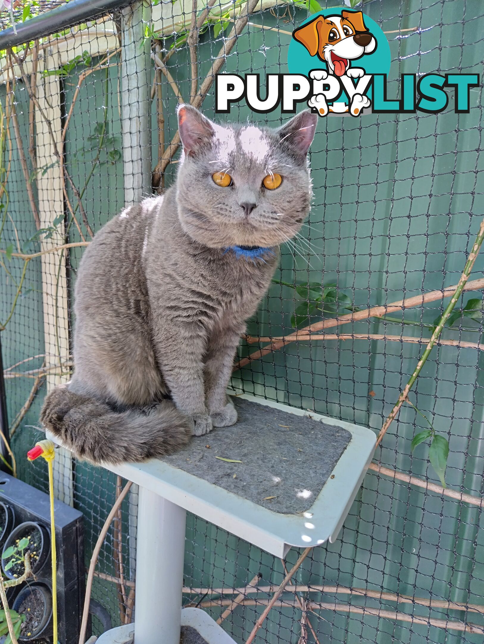 Beautiful british blue  shorthair