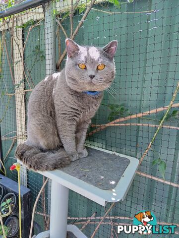 Beautiful british blue  shorthair