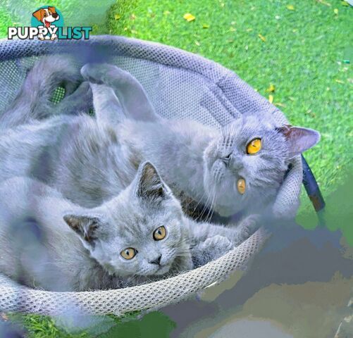 Beautiful british blue  shorthair