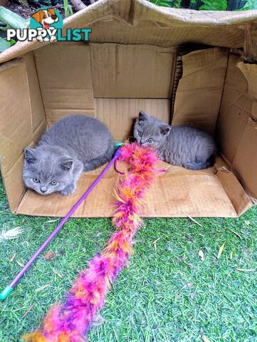 Beautiful british blue  shorthair