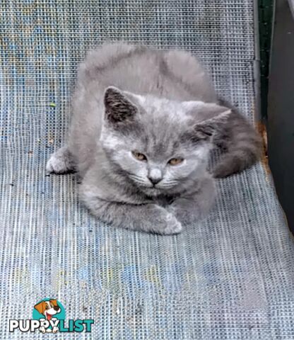 Beautiful british blue  shorthair