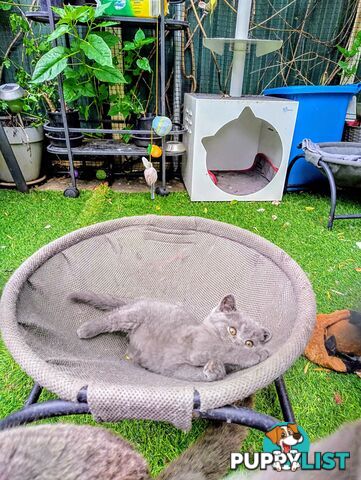 Beautiful british blue  shorthair