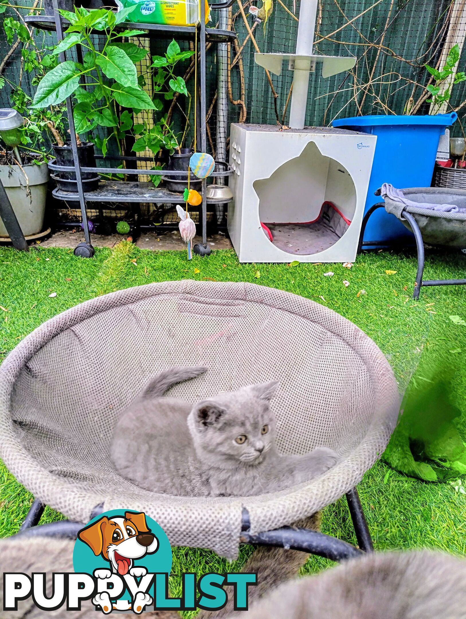 Beautiful british blue  shorthair