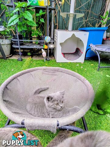 Beautiful british blue  shorthair