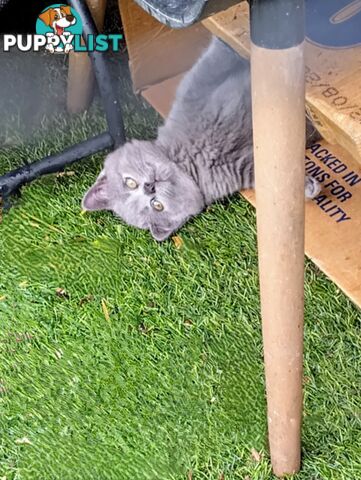 Beautiful british blue  shorthair