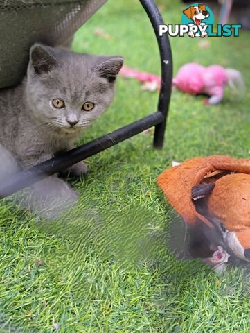 Beautiful british blue  shorthair