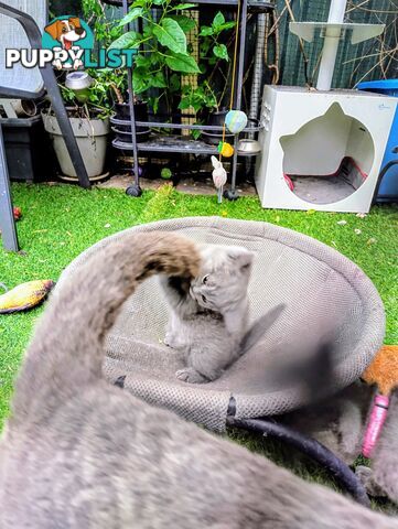 Beautiful british blue  shorthair