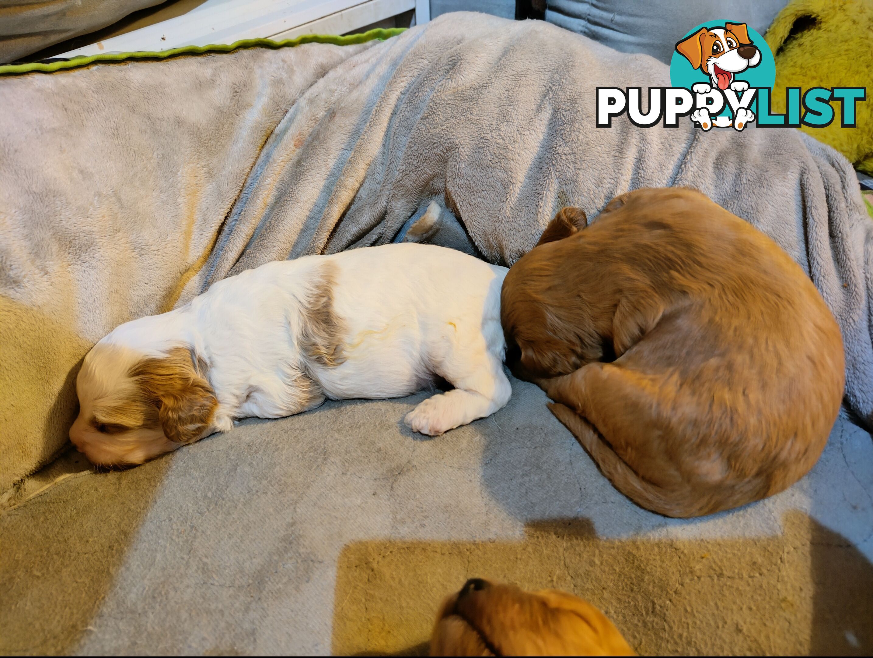 Toy cavoodles ,so adorable 🥰