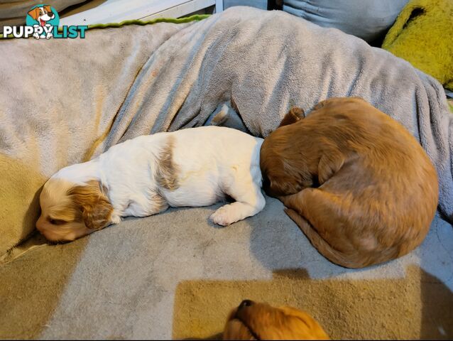 Toy cavoodles ,so adorable 🥰