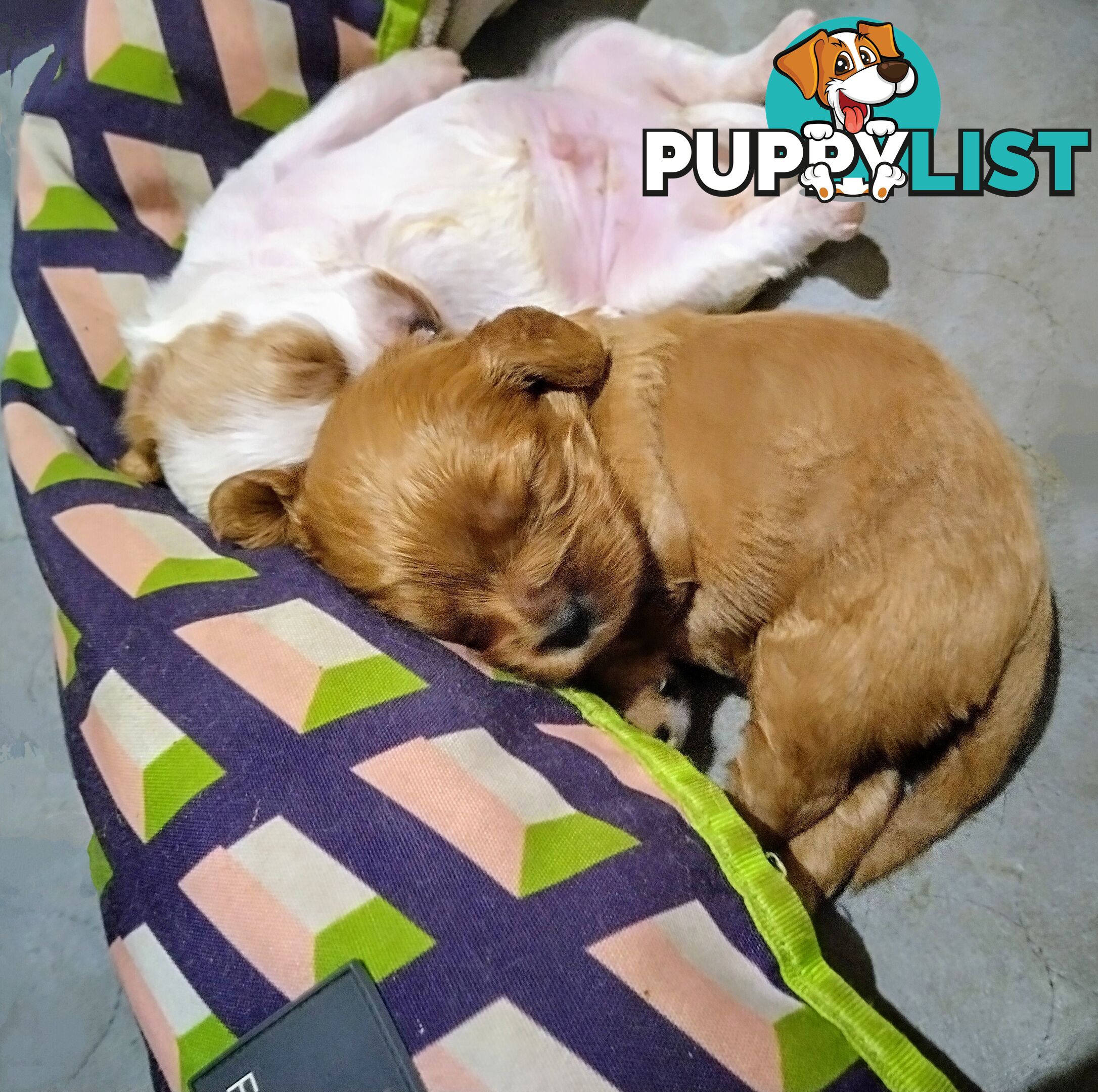 Toy cavoodles ,so adorable 🥰