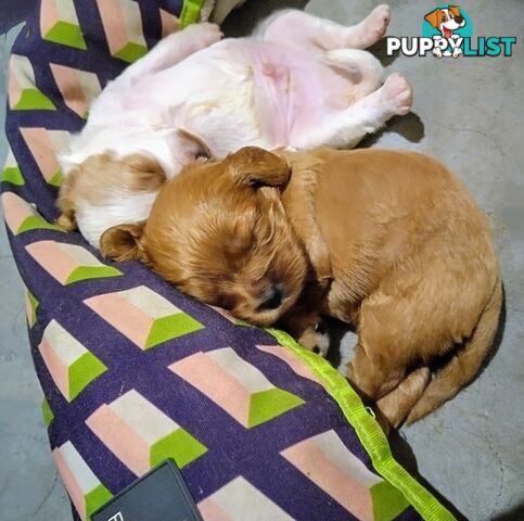 Toy cavoodles ,so adorable 🥰