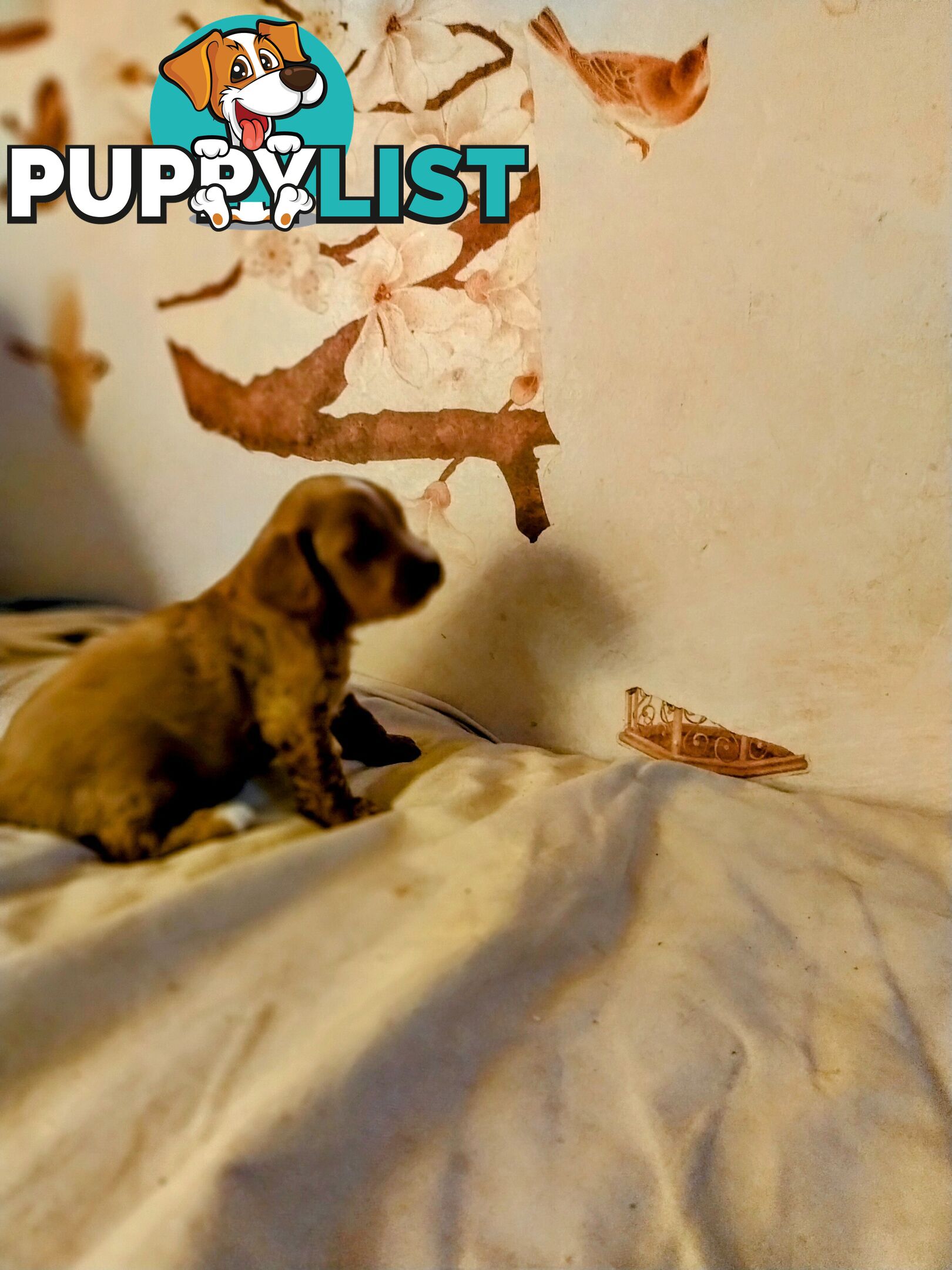 Toy cavoodles ,so adorable 🥰