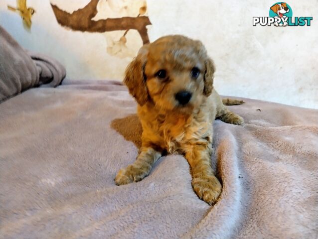 Toy cavoodles ,so adorable 🥰