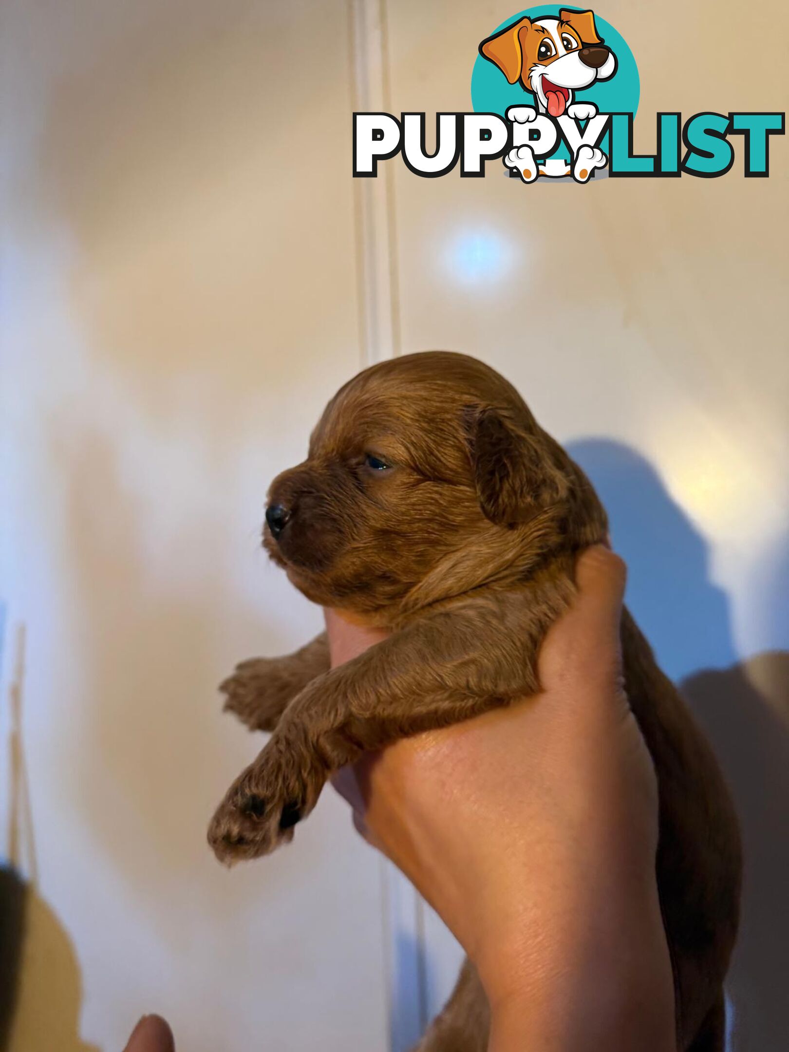 Toy cavoodles ,so adorable 🥰