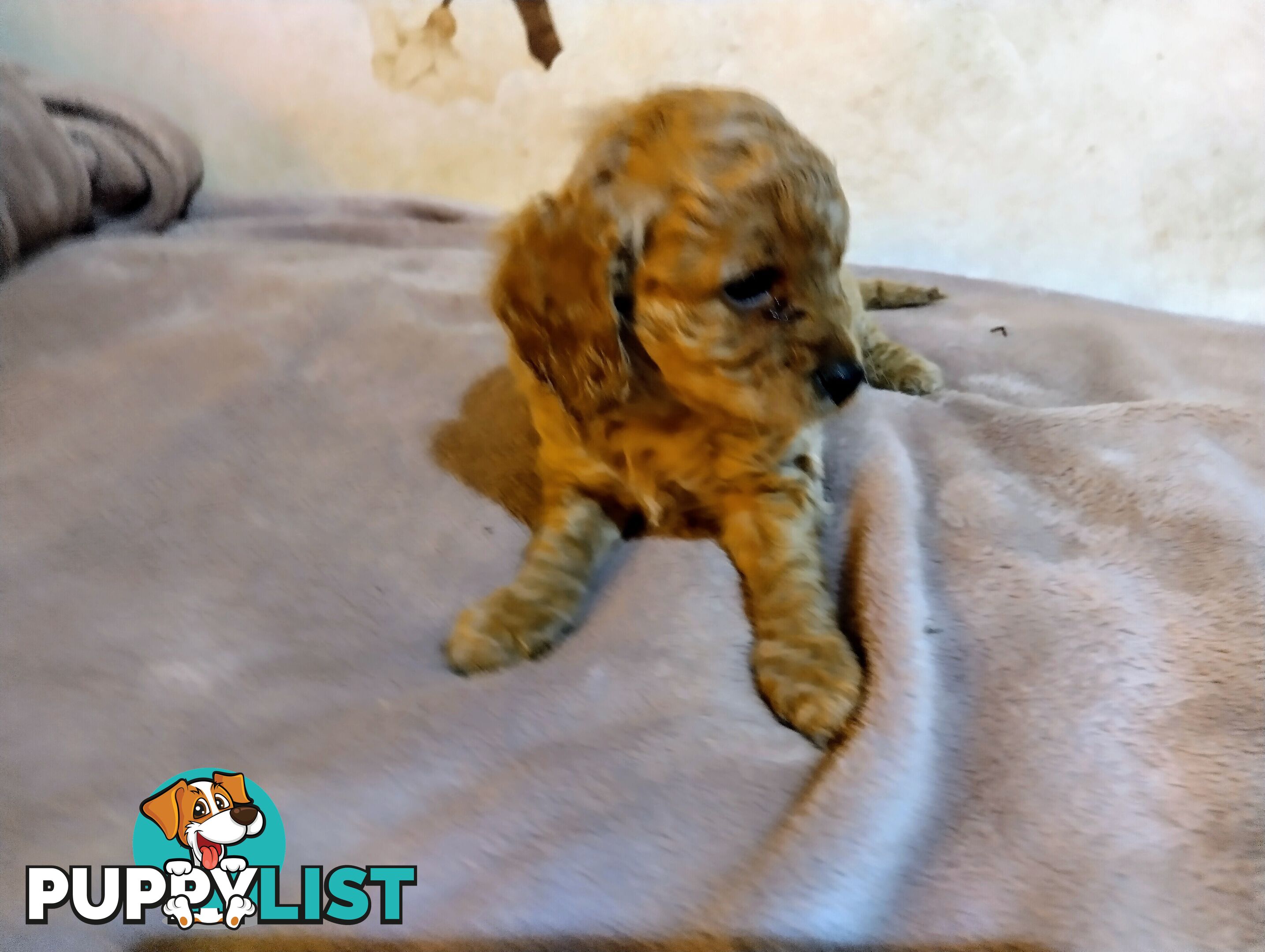 Toy cavoodles ,so adorable 🥰