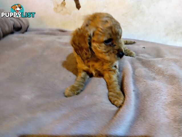 Toy cavoodles ,so adorable 🥰