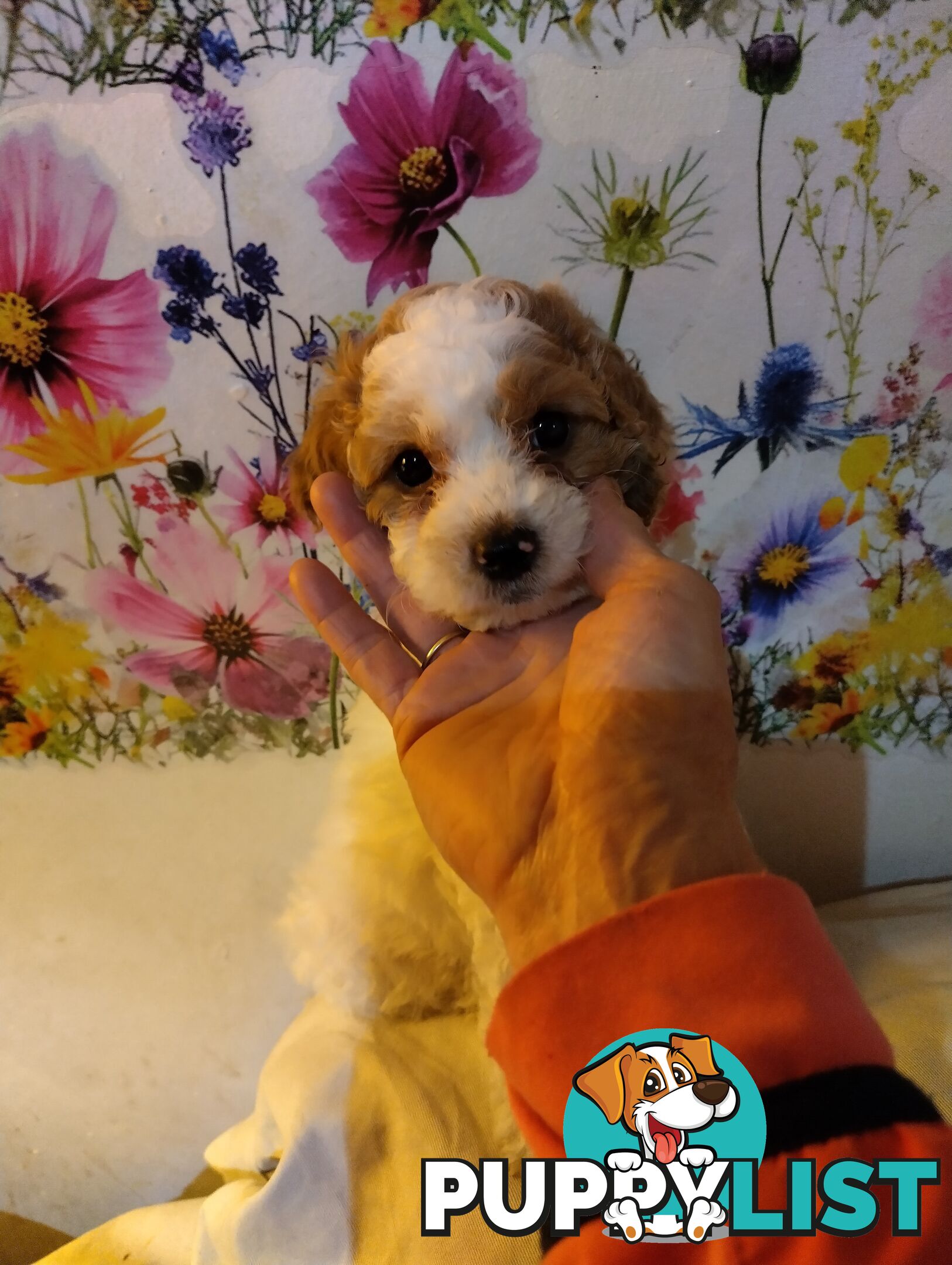 Toy cavoodles ,so adorable 🥰
