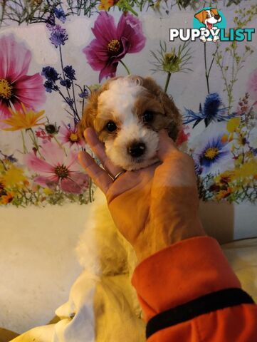 Toy cavoodles ,so adorable 🥰