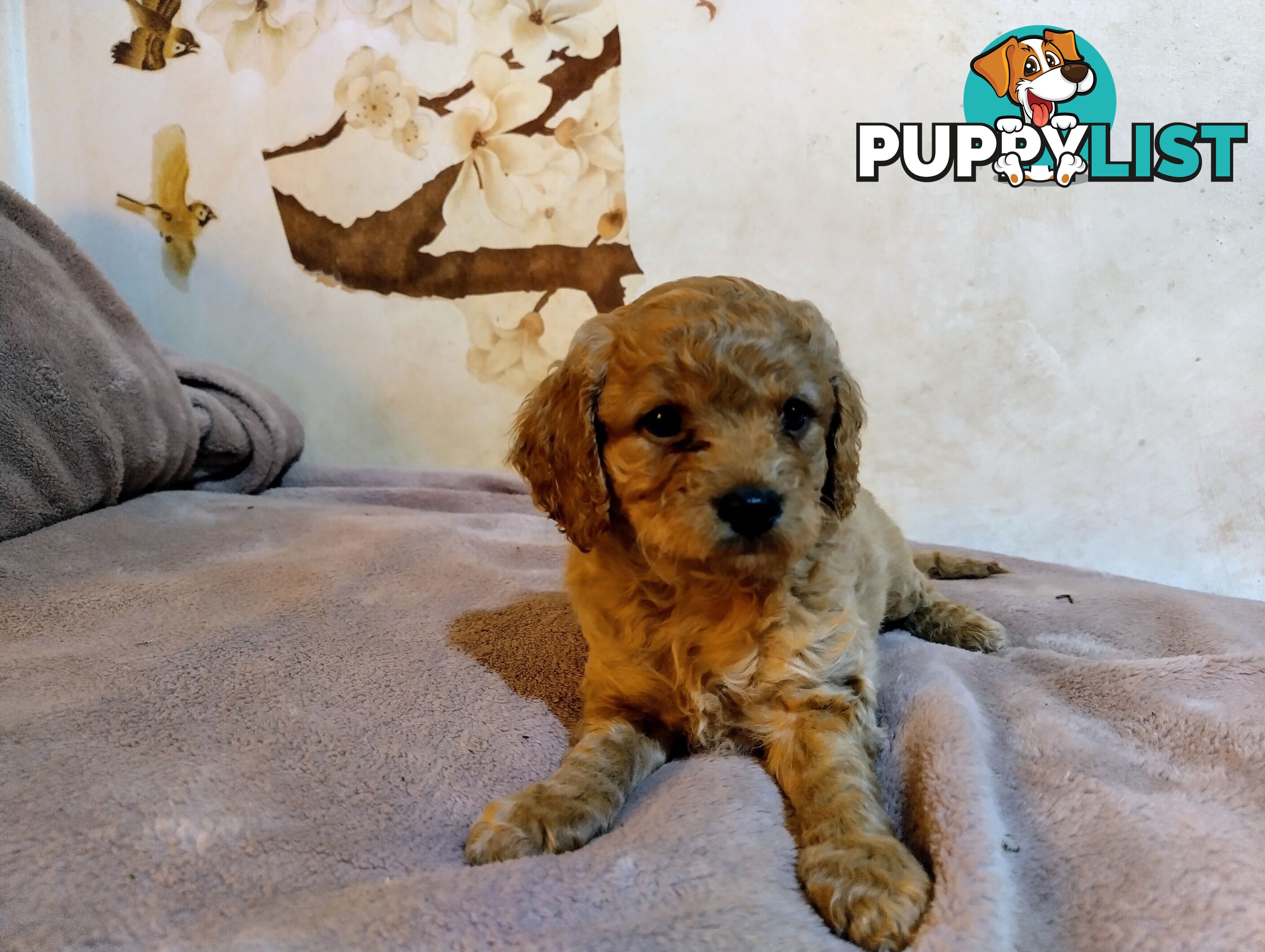 Toy cavoodles ,so adorable 🥰