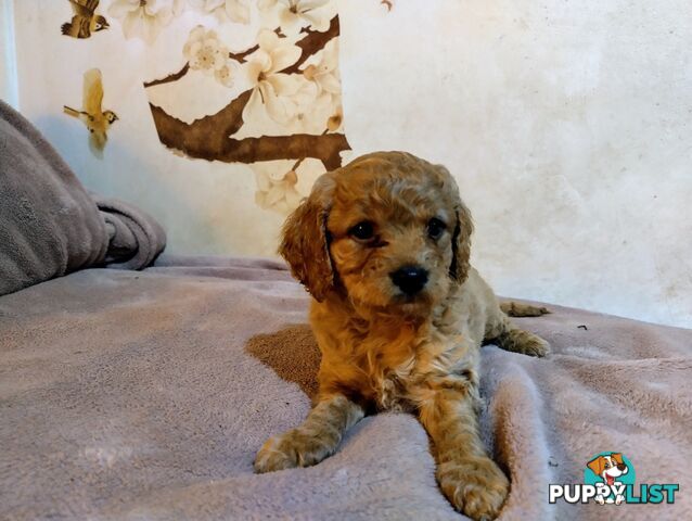 Toy cavoodles ,so adorable 🥰
