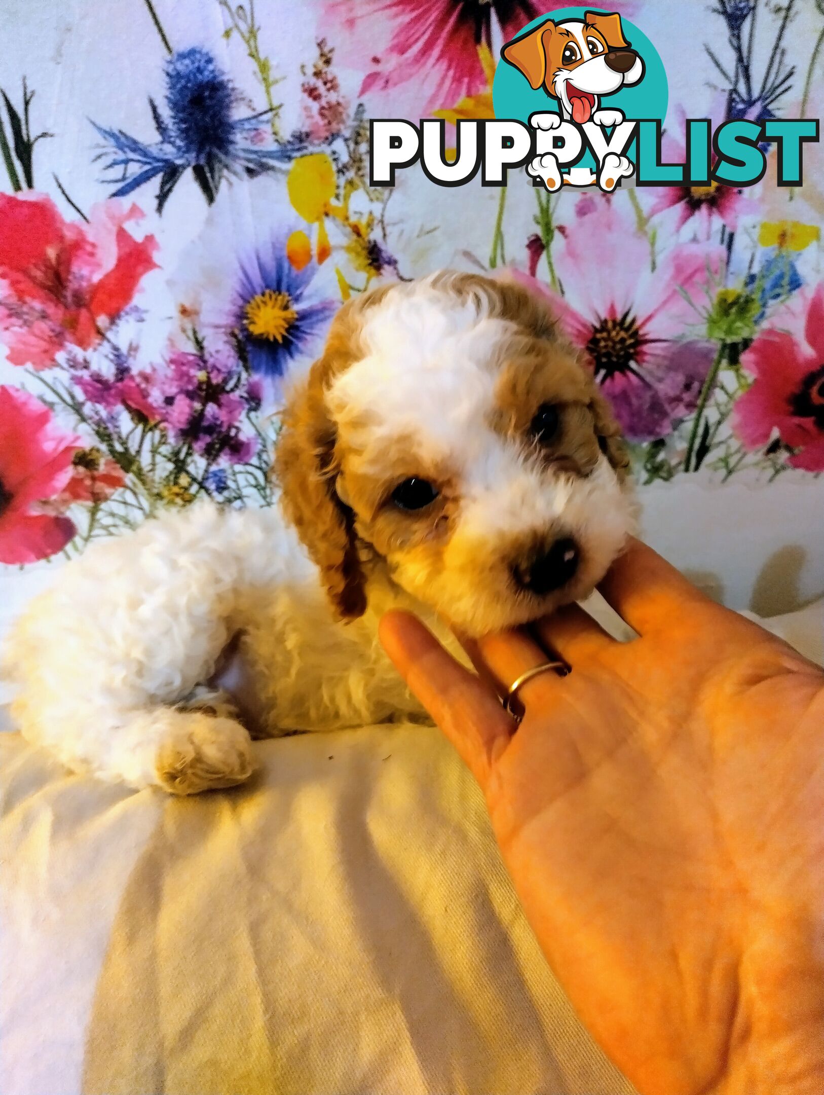 Toy cavoodles ,so adorable 🥰