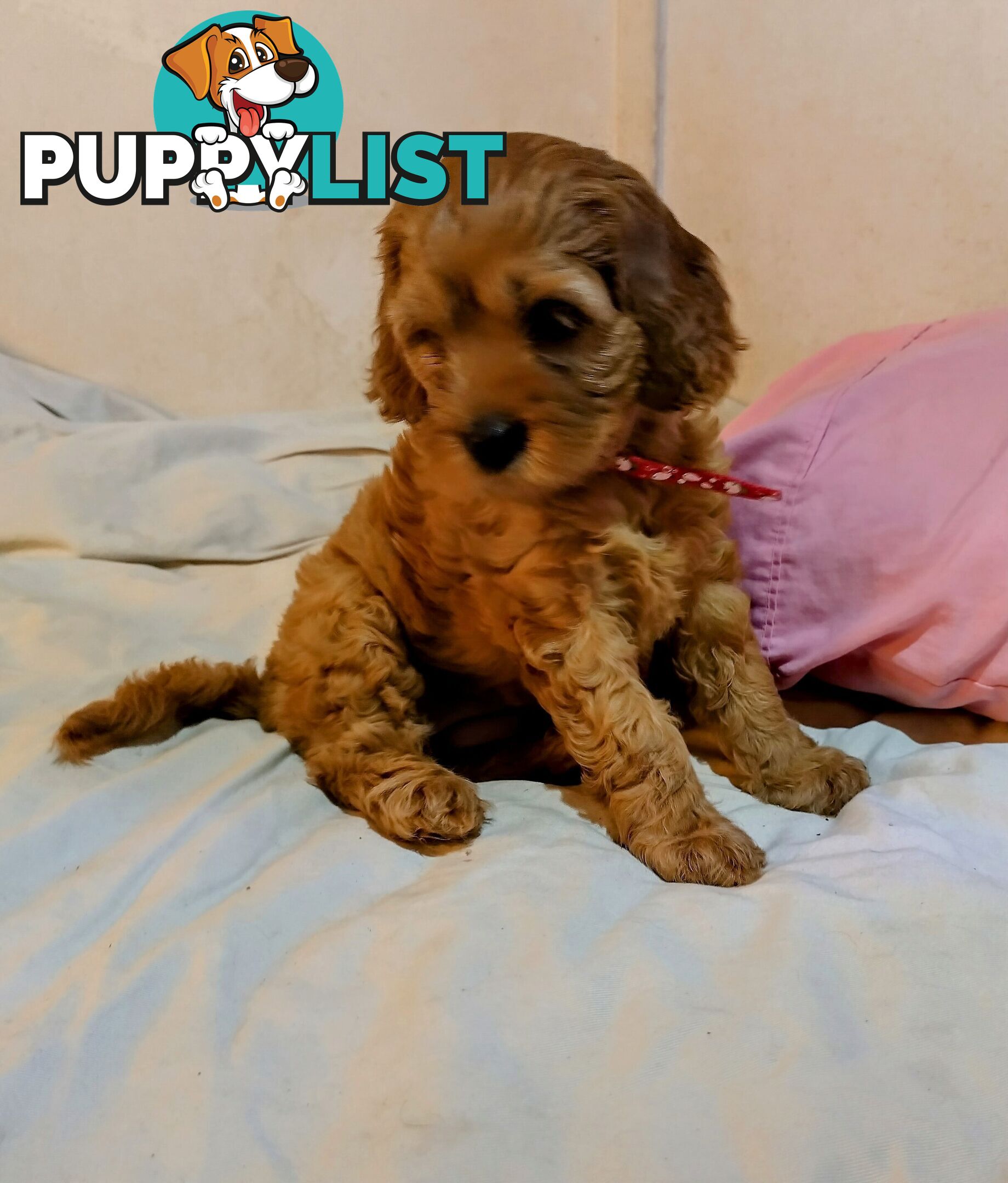 Toy cavoodles ,so adorable 🥰
