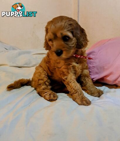 Toy cavoodles ,so adorable 🥰