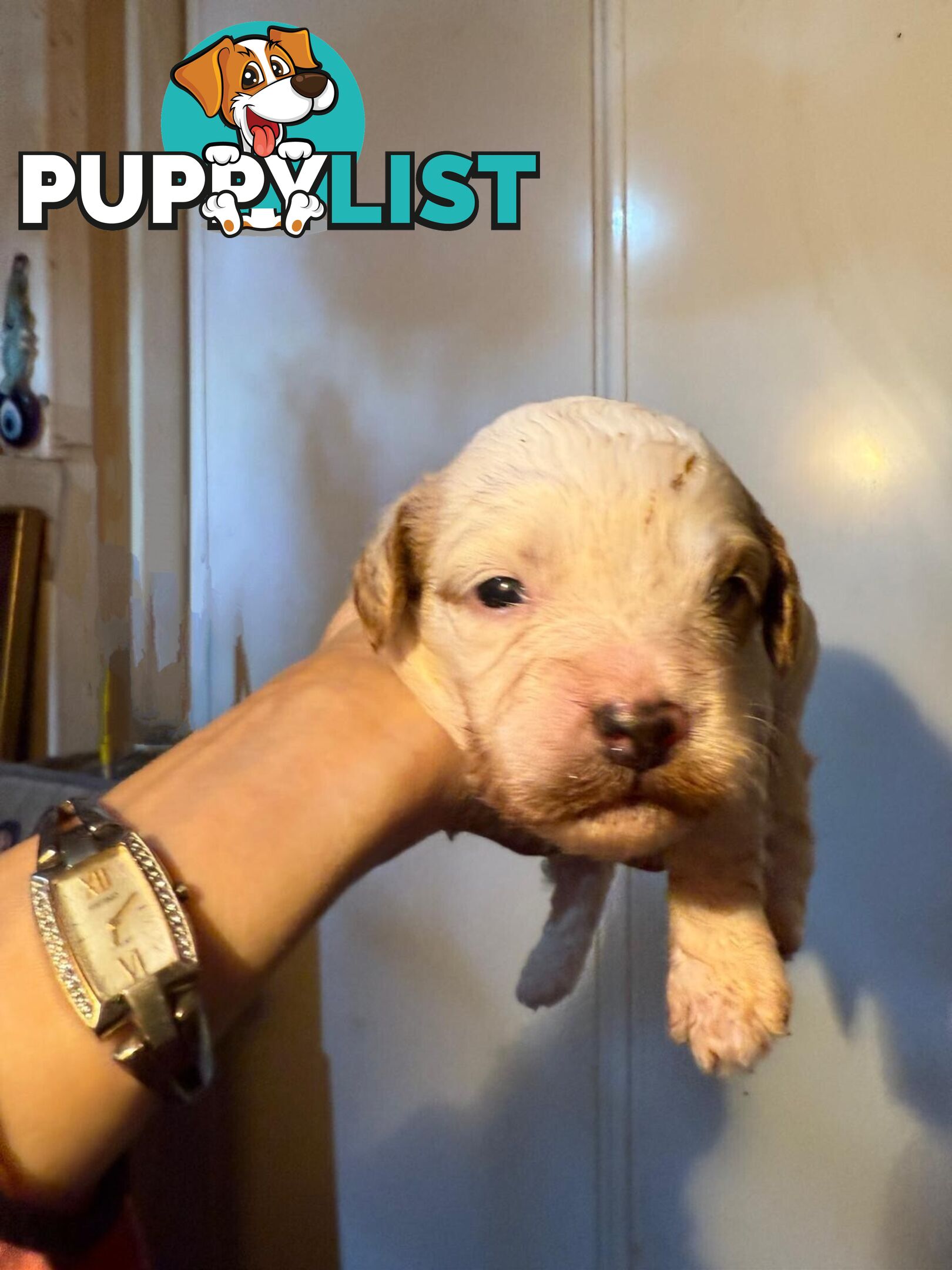 Toy cavoodles ,so adorable 🥰