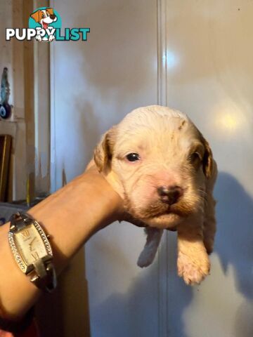 Toy cavoodles ,so adorable 🥰