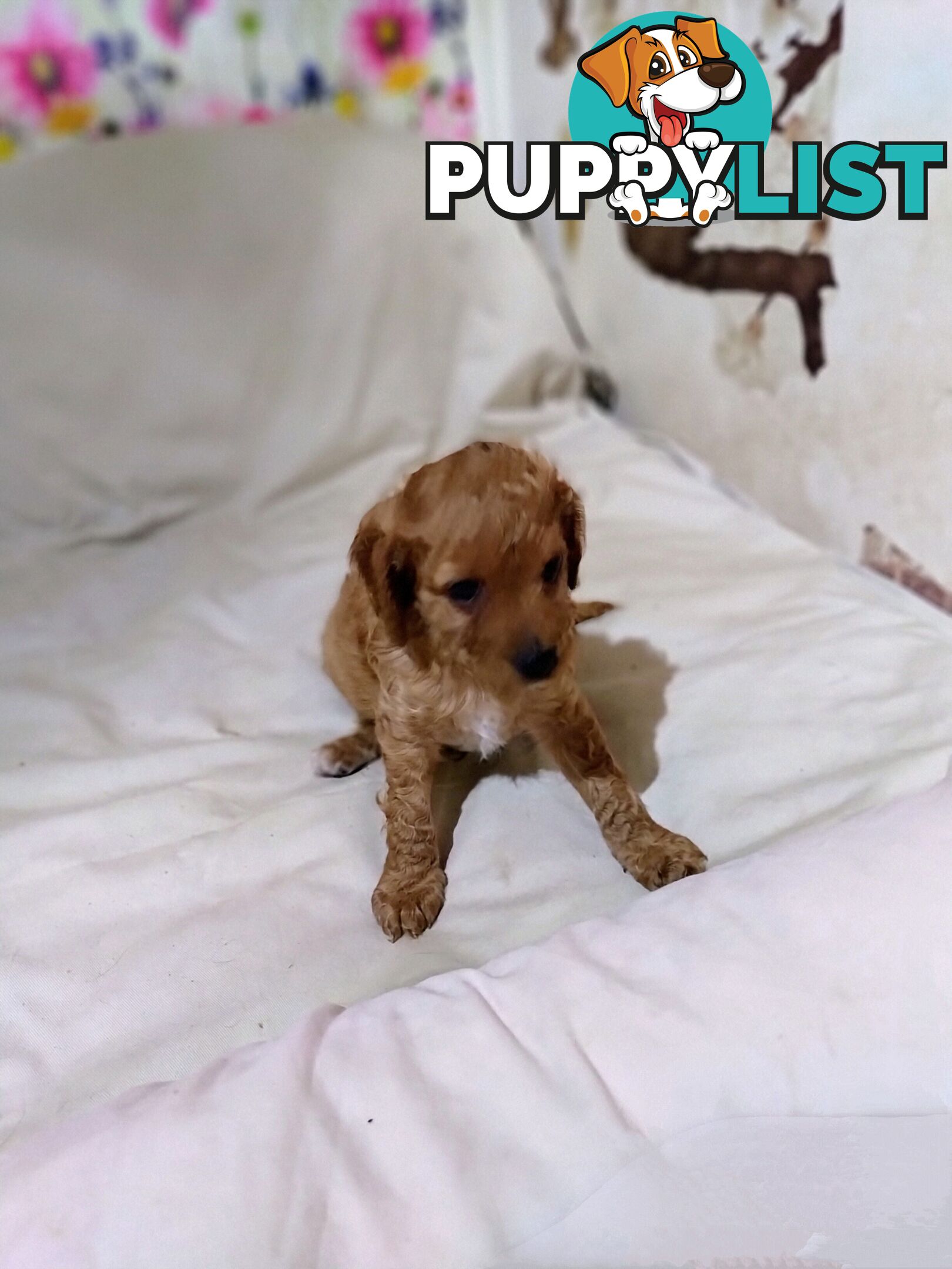 Toy cavoodles ,so adorable 🥰