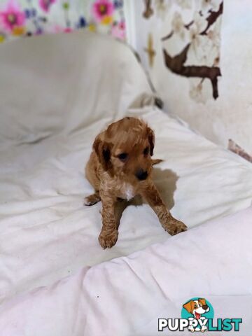 Toy cavoodles ,so adorable 🥰