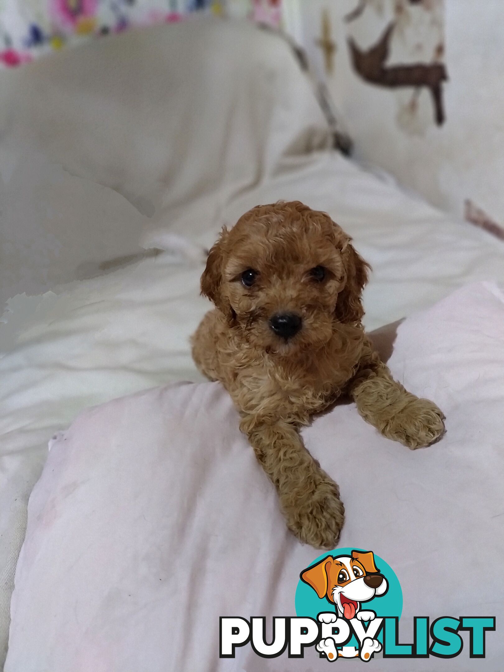 Toy cavoodles ,so adorable 🥰