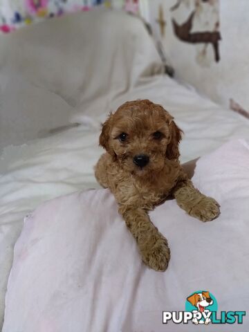 Toy cavoodles ,so adorable 🥰