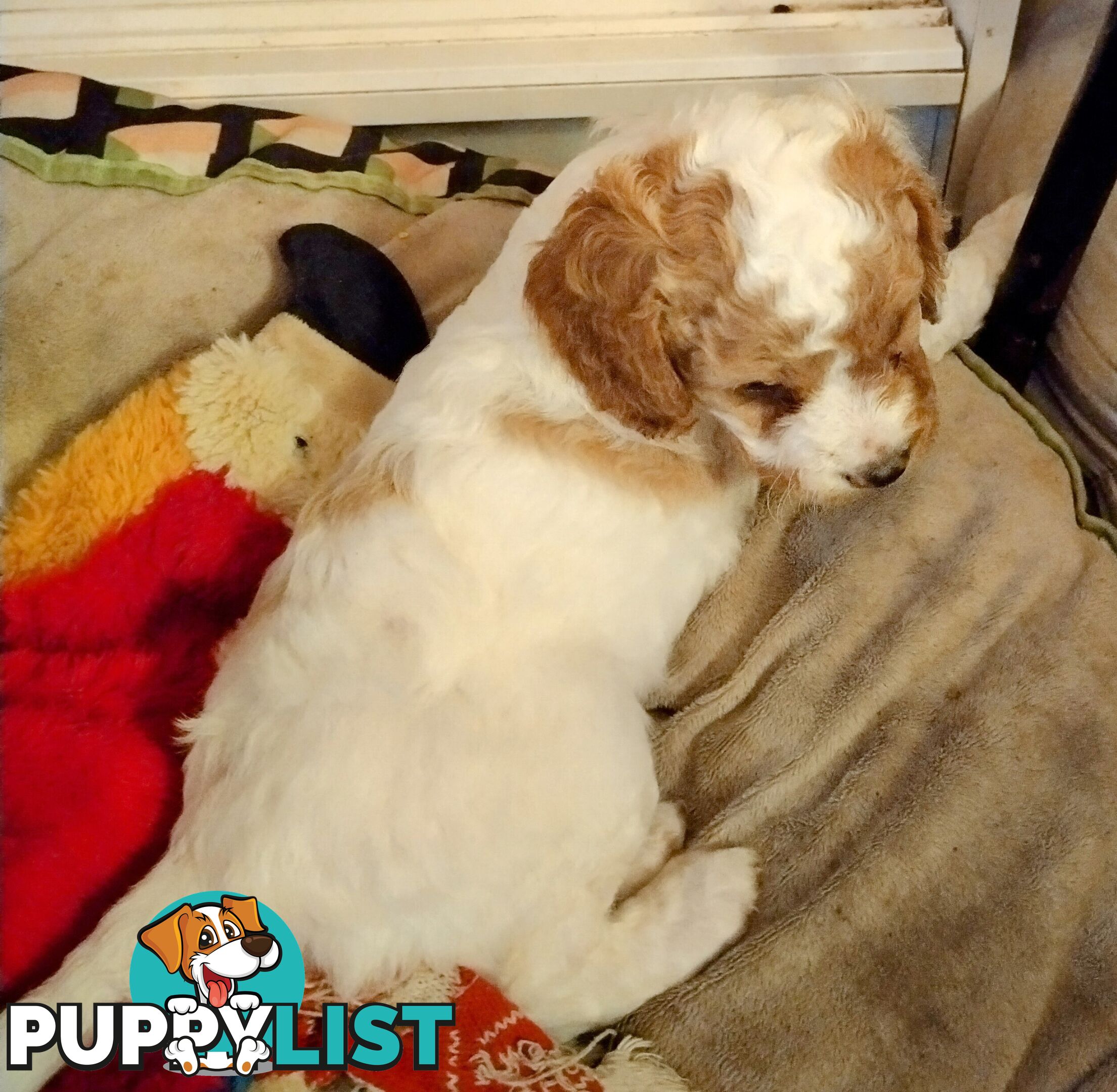 Toy cavoodles ,so adorable 🥰