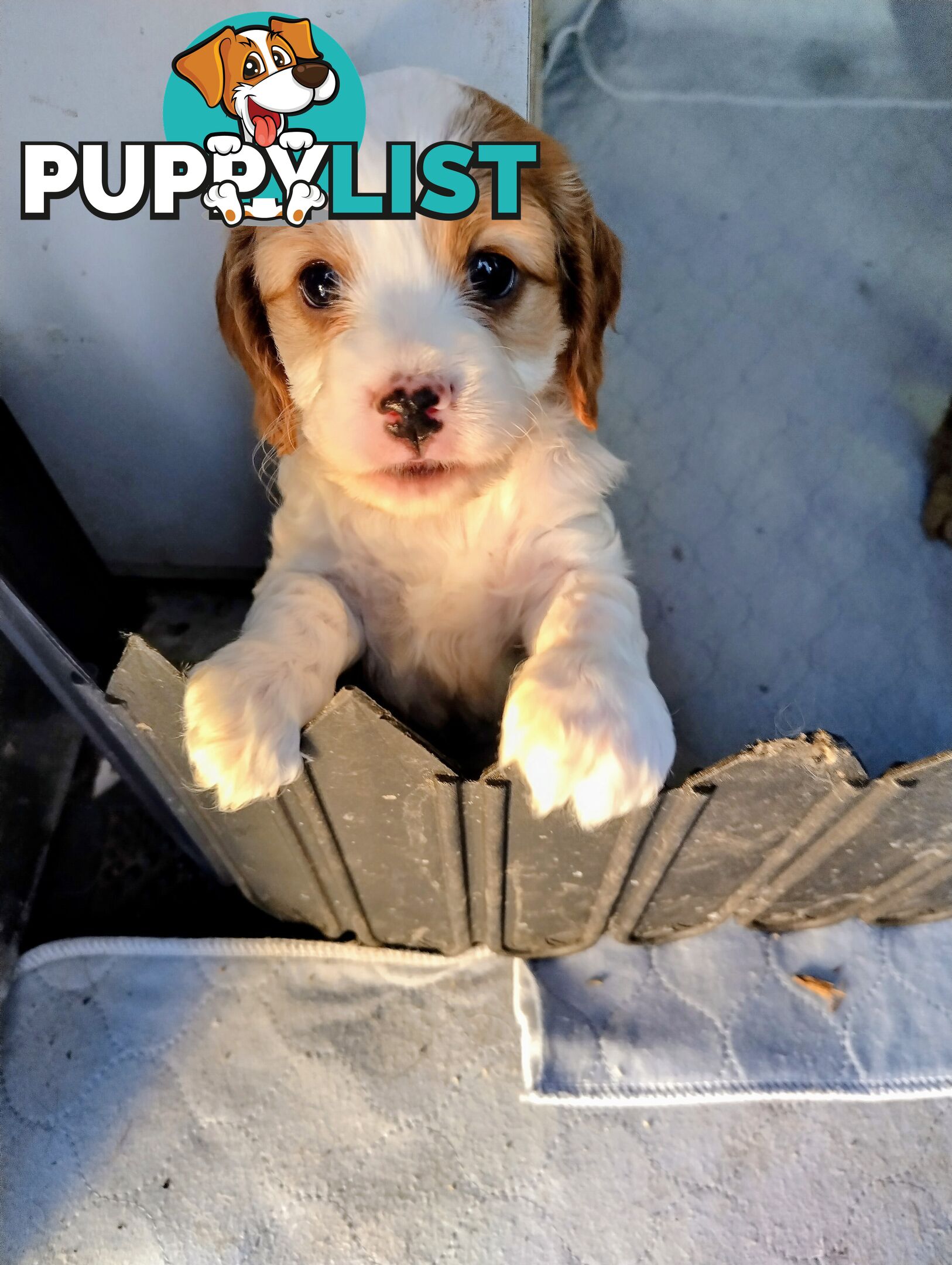 Toy cavoodles ,so adorable 🥰
