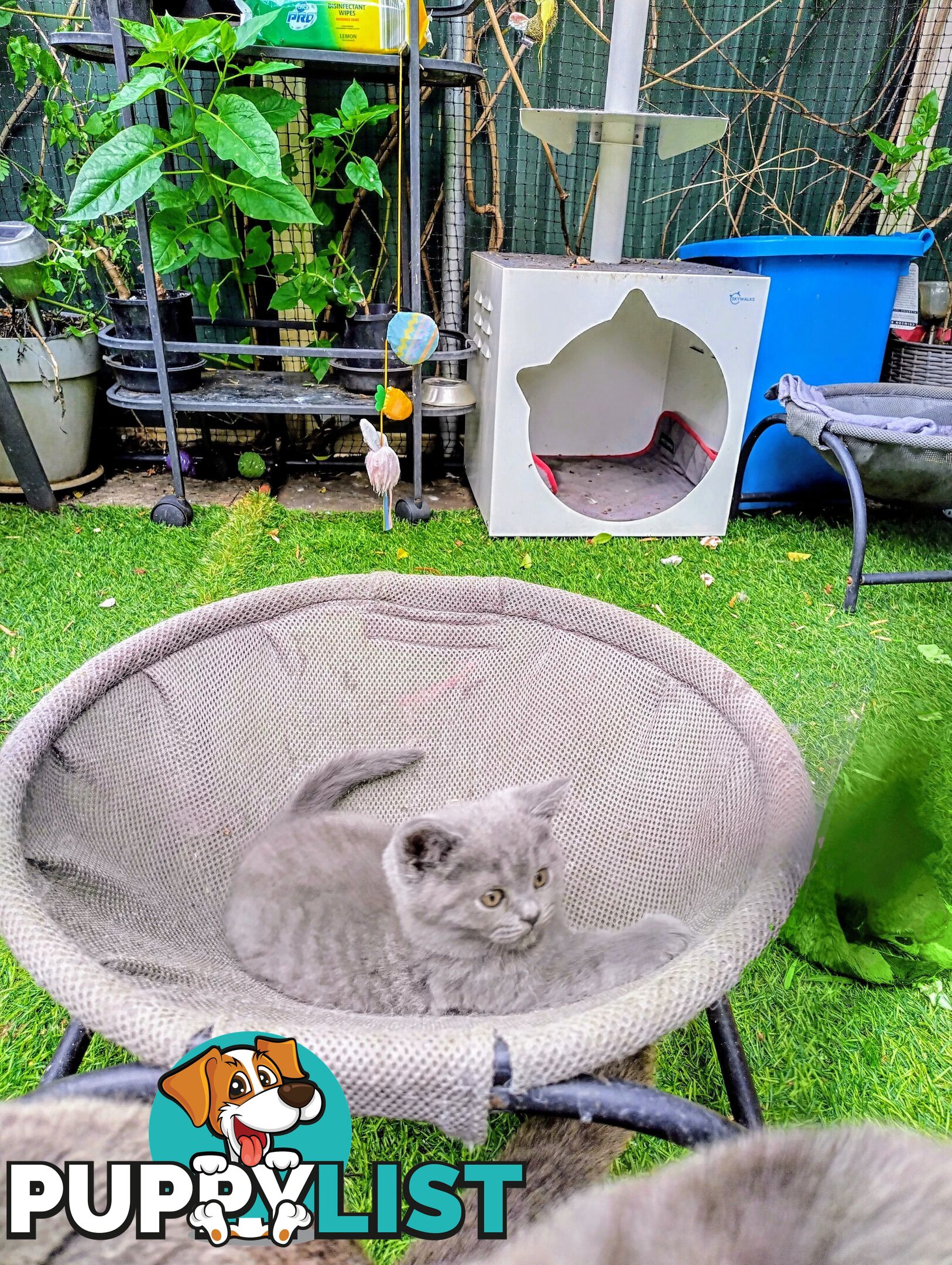 British blue shorthair  (Adorable )